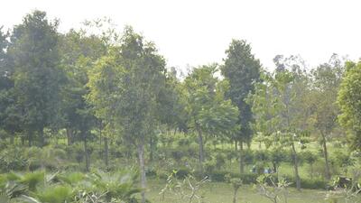The Forest Survey of India’s report states that there has been a major decline in area under moderate dense forest in Ludhiana district from 25.18 sq km in 2019 to 22.86 sq km in 2021. (Representative image) The Forest Survey of India’s report states that there has been a major decline in area under moderate dense forest in Ludhiana district from 25.18 sq km in 2019 to 22.86 sq km in 2021. (Representative image)
