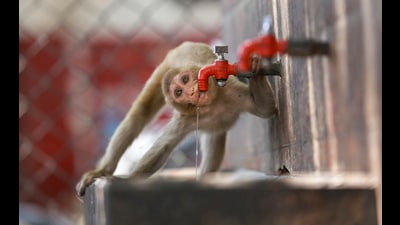 Average maximum temperature in May was 35.07 degrees Celsius against the normal of 35.17 degrees. (PTI) Average maximum temperature in May was 35.07 degrees Celsius against the normal of 35.17 degrees. (PTI)