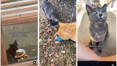 The images are screengrabs from the viral video on Instagram.&nbsp; (Instagram/@peachandpumpky)