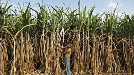 Sugarcane and vegetable growers in Haryana are demanding power supply to agriculture feeders be increased immediately. (HT File Photo)