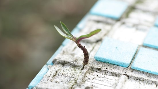 World Environment Day 2022: Want to go economical and eco-friendly while constructing homes? Opt for Green Cement, the future of sustainable construction&nbsp;(Photo by engin akyurt on Unsplash)
