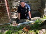 The little baby deer got rescued after falling into a window well, with Sgt. Murphy who rescued it.&nbsp;