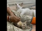 The shocked kitty tries to make sense as to why its mom stopped petting it but continues to play with its fellow kitten.&nbsp;