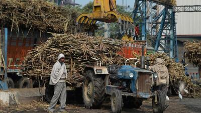 India is dominating the world in terms of sugar and has exported sugar to 121 countries this year. (REPRESENTATIVE PHOTO) India is dominating the world in terms of sugar and has exported sugar to 121 countries this year. (REPRESENTATIVE PHOTO)