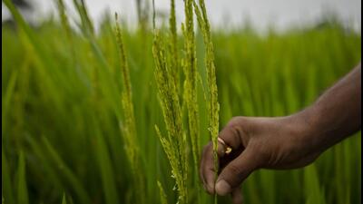 Chief agriculture officer, Ludhiana, Narinder Singh Benipal told farmers that DRS method recharges 10–12% of water, and saves 15– 20% of groundwater. Apart from this, the method is labour-saving, and the crop also becomes less susceptible to pests. (HT FILE) Chief agriculture officer, Ludhiana, Narinder Singh Benipal told farmers that DRS method recharges 10–12% of water, and saves 15– 20% of groundwater. Apart from this, the method is labour-saving, and the crop also becomes less susceptible to pests. (HT FILE)