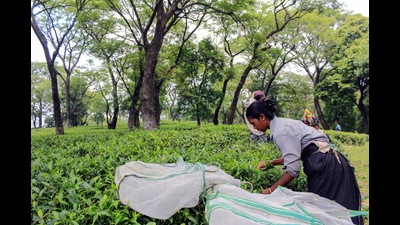 The hill station, which is a tourist favourite for its cool climate, has been recording a temperature above 37 degrees for three consecutive days. (Representative Image/Ht File)