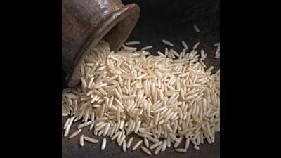 Farmers said Pusa-1509 is the only early maturing basmati variety which helps them empty their fields within three months and they get enough time to sow the next crop, especially vegetables. (Getty Images) Farmers said Pusa-1509 is the only early maturing basmati variety which helps them empty their fields within three months and they get enough time to sow the next crop, especially vegetables. (Getty Images)