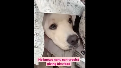 The cute doggo peeps from underneath the table cloth, just in time for his 'second dinner.'&nbsp; (Instagram/@a_windy_soul)