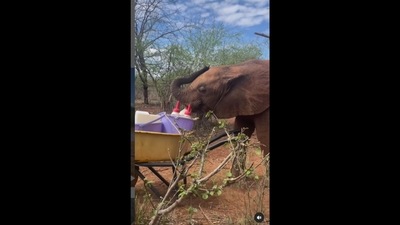 The baby elephant tried to steal milk from a bottle.&nbsp; (sheldricktrust/Instagram )