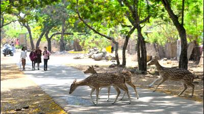 Sanjay Gandhi National Park HT File Photo Sanjay Gandhi National Park HT File Photo