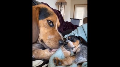 The dog and puppy after becoming best friends in this Reddit video. (Reddit./@catatonic_xtc)