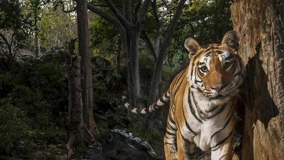 The proposal has been accepted for consideration by the Pandharkawada nodal office on May 19 this year (HT File)