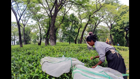 The hill station, which is a tourist favourite for its cool climate, has been recording a temperature above 37 degrees for three consecutive days. (Representative Image/Ht File)