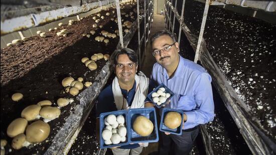 Rakesh Kumar and Amit Bhatnagar at their mushroom farm in Tatesar village, New Delhi. (Raj K Raj/HT Photo) Rakesh Kumar and Amit Bhatnagar at their mushroom farm in Tatesar village, New Delhi. (Raj K Raj/HT Photo)