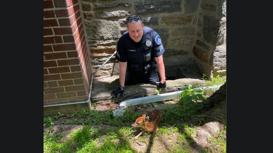 The little baby deer got rescued after falling into a window well, with Sgt. Murphy who rescued it.&nbsp;(Facebook/Cheltenhamtwppd)