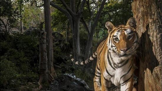 The proposal has been accepted for consideration by the Pandharkawada nodal office on May 19 this year (HT File)