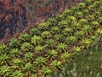 India imported 660,000 tonnes of palm oil in May, up from 572,508 tonnes in April, according to the average estimate from five dealers(Reuters) India imported 660,000 tonnes of palm oil in May, up from 572,508 tonnes in April, according to the average estimate from five dealers(Reuters)