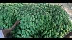 The mangoes in Malihabad (HT Photo) The mangoes in Malihabad (HT Photo)
