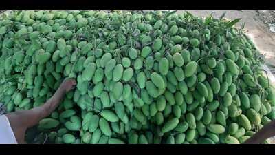 The mangoes in Malihabad (HT Photo) The mangoes in Malihabad (HT Photo)