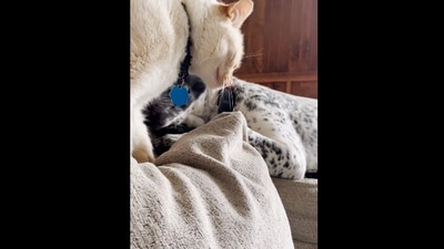 The image, taken from the viral Reddit video, shows the cat and the dog. (Reddit/@Cheabaya)