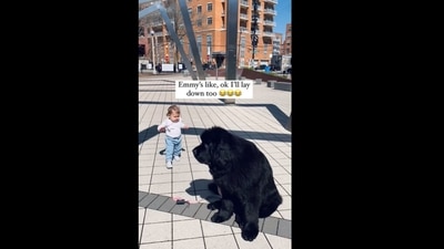 The dog imitated the human's baby in falling down.&nbsp; (emmy_the_newf/Instagram )