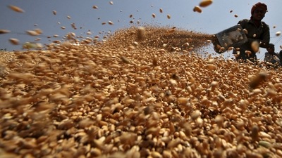 China harvests half of wheat crop with favorable weather ahead (REUTERS)
