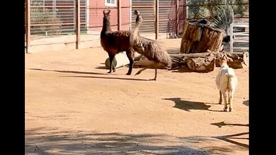The image, taken from the Instagram video, show the emu and the llama playing with each other. (Instagram/@thegentlebarn)