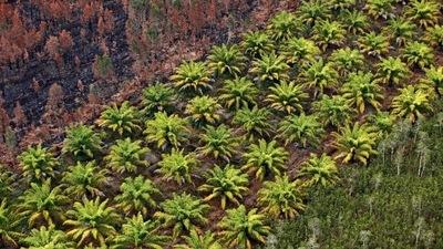 India imported 660,000 tonnes of palm oil in May, up from 572,508 tonnes in April, according to the average estimate from five dealers (Reuters)