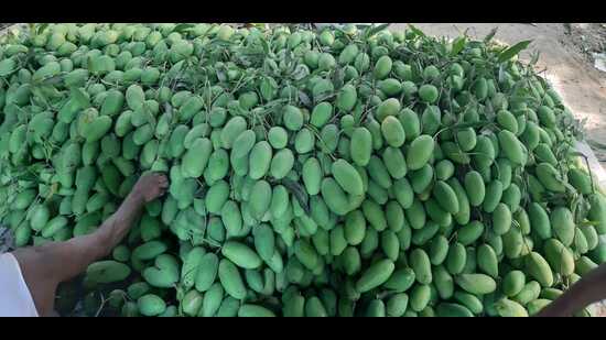 The mangoes in Malihabad (HT Photo)