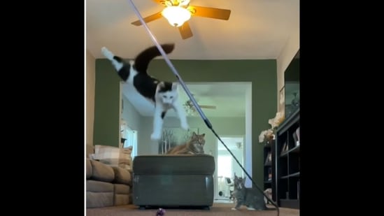 The cat showed amazing ability as it jumped high in the air to catch a toy.(cats_of_instagram/Instagram)