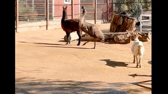 The image, taken from the Instagram video, show the emu and the llama playing with each other.(Instagram/@thegentlebarn)