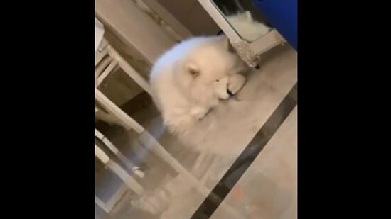 The image, taken from the viral Reddit video, shows the dog giving a nose boop to itself.(Reddit/@THAN0SC0PTER)