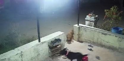 In the footage, the leopard could be seen running away after confronting the barking dog. (Screengrab/ANI)