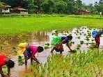 For 2022-23, the government has increased the paddy MSP by $100 per quintal.