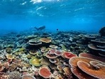 World Ocean Day 2022: Twitter is filled with photo and video wishes. (facebook) World Ocean Day 2022: Twitter is filled with photo and video wishes. (facebook)