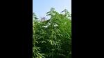 CSIR-NBRI, Lucknow is the first organisation to receive an R&D licence from the Uttarakhand and Uttar Pradesh governments in 2018 for the development of cannabis varieties with less than 0.3 % THC. (HT) CSIR-NBRI, Lucknow is the first organisation to receive an R&D licence from the Uttarakhand and Uttar Pradesh governments in 2018 for the development of cannabis varieties with less than 0.3 % THC. (HT)