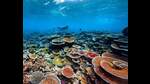 A scuba diver swims in the ocean surrounded by corals (facebook) A scuba diver swims in the ocean surrounded by corals (facebook)