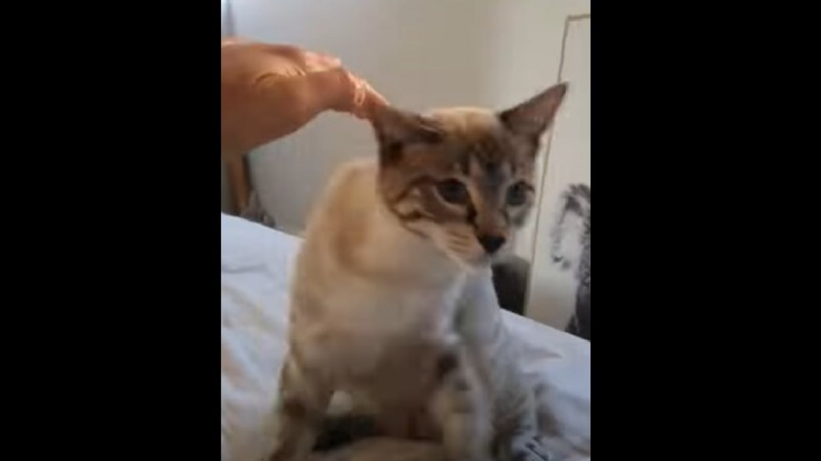 This cute cat wants to sit with her human but doesn't like being ...