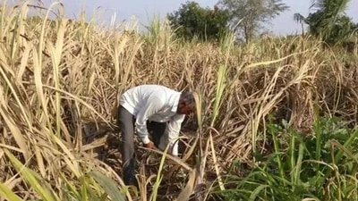Following the export ban, India has allowed wheat shipments of 469,202 tonnes, but at least 1.7 million tonnes are still lying at ports, raising quality concerns due to looming monsoon rains. Following the export ban, India has allowed wheat shipments of 469,202 tonnes, but at least 1.7 million tonnes are still lying at ports, raising quality concerns due to looming monsoon rains.