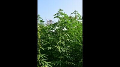 CSIR-NBRI, Lucknow is the first organisation to receive an R&D licence from the Uttarakhand and Uttar Pradesh governments in 2018 for the development of cannabis varieties with less than 0.3 % THC. (HT)