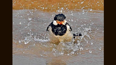 An Indian pied myna splashing around in Ludhiana on Wednesday. (Gurpreet Singh/HT) An Indian pied myna splashing around in Ludhiana on Wednesday. (Gurpreet Singh/HT)