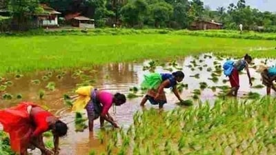 The MSP of paddy and bajra has been increased by ₹100 per quintal, while tur, urad and groundnut MSP has been hiked by ₹300 per quintal each for 2022-23 crop year. The MSP of paddy and bajra has been increased by ₹100 per quintal, while tur, urad and groundnut MSP has been hiked by ₹300 per quintal each for 2022-23 crop year.