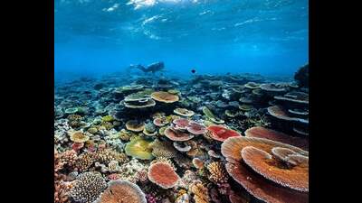 A scuba diver swims in the ocean surrounded by corals (facebook) A scuba diver swims in the ocean surrounded by corals (facebook)