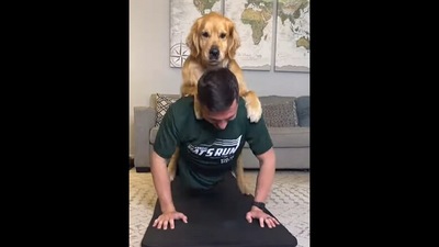 The Golden Retriever dog exercises with its human in this viral video. (Instagram/@elliegoldenlife) The Golden Retriever dog exercises with its human in this viral video. (Instagram/@elliegoldenlife)
