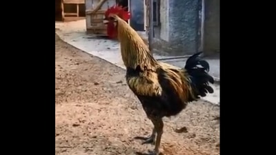 The image taken from the video posted by Anand Mahindra shows a rooster. (Twitter/@anandmahindra)