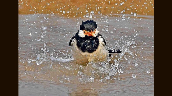 An Indian pied myna splashing around in Ludhiana on Wednesday. (Gurpreet Singh/HT)