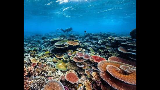 A scuba diver swims in the ocean surrounded by corals (facebook)