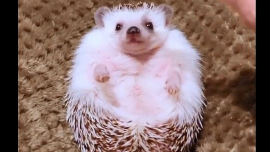 The image, taken from the viral video, shows the hedgehog.(Instagram/@hedgehog_azuki)