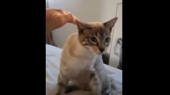 The cat simply does not like being petted in this Instagram video.&nbsp;(Instagram/@meru_miaows)