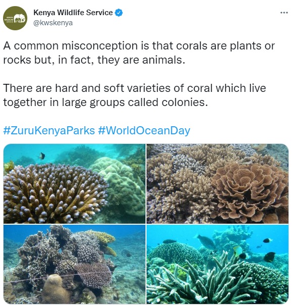 Here's what the Kenya Wildlife Service posted. Here's what the Kenya Wildlife Service posted.